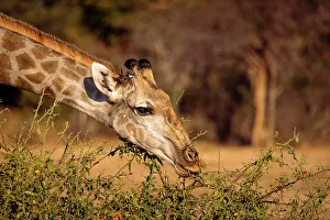 Giraffe, Okavangodelta, Botswana