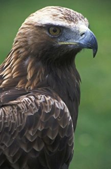 Bird Of Prey Pictures Drucke: Golden Eagle