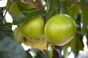 Zitronengras wächst auf einem Baum