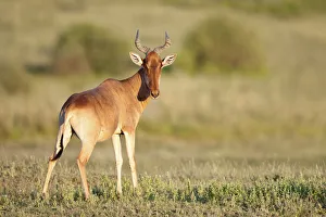 Hartbeestschaf (Alcelaphus buselaphus), Serengeti, Tansania
