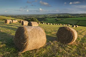Northern Europe Rural Scenes Drucke: Hay Bales in the rolling fields of Mid Devon, England. Autumn (September)
