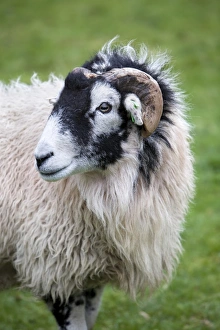 Cumbria England Landscapes Drucke: Herdwick Sheep