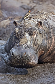 Bilder Datiert 2008 September: Ein Hippopotamus badet in einer Schlammwelle
