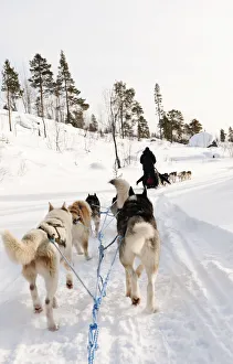 Drucke von Lappland Huskyschlittenfahren in Finnland Finnland Drucke: Lappland Huskysleddung in Finnland