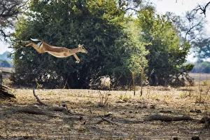 African Antelope Drucke: Impala leaping over fallen branches, South Luangwa National Park, Zambia