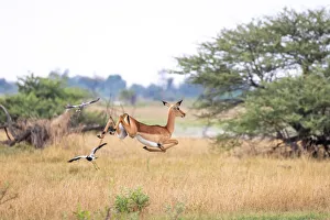 African Mammal Species Drucke: Impala, Okavango Delta, Botswana