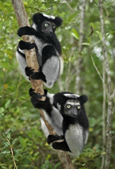 Ein Indri (Indri indri) im östlichen Madagaskar