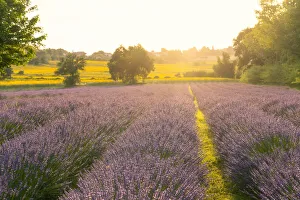 Marche Region Europe Drucke: Italy, Marche, Corinaldo, Lavander fields at sunset