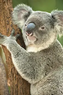 Kakadu (Phascolarctos cinereus); Eukalyptusbäume in Brisbane, Queensland, Australien