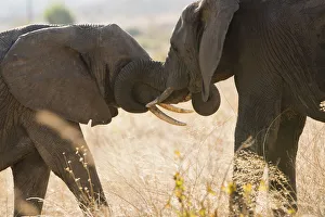African Wildlife Images Drucke: Large elephpant greets smaller elephant in Ruaha, Tanzania
