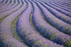 Blue And Purple Flowers Drucke: Lavender Field