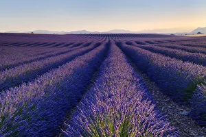 Blumenfeld aus Lavendel (Lavandulina Augustifolia), Sonnenaufgang am Plateau de Valensole in der Provenz im Département des Alpes-de-Haute-Provence in Südfrankreich