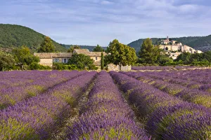 Blumenfeld aus der Nähe eines Hügeltopfes in dem Dorf Banon im französischen Provenz