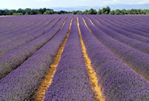 Lavender Fields In Provence Drucke: Lavender fields