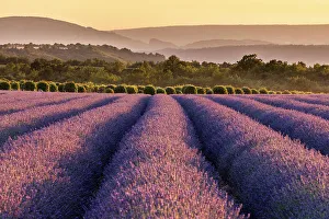 Lavender Fields France Drucke: Lavender fields in late evening sunlight