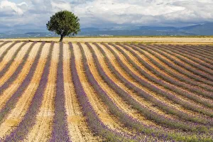 Lavender Fields In France Drucke: Lavender fields, Valensole Plataeu, Provence, France