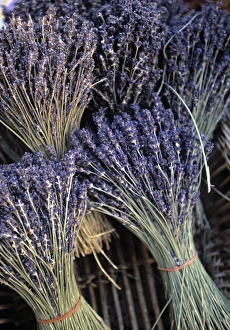 Lavender Fields In Provence Drucke: Lavender, Provence