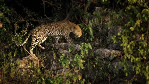 Chobe River Wildlife Drucke: Leopard, Chobe River, Botswana