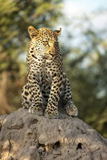 Kalahari Desert Wildlife Drucke: Leopard cub sitting on a termite mound, Kalahari Desert, Botswana