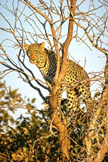 Panthera Pardus Images Drucke: Leopard cub in tree, Okavango Delta, Botswana