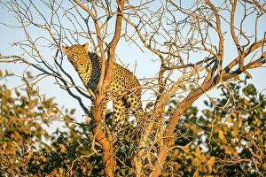 Löwenzungekäfer im Baum, Okovango-Delta, Botswana