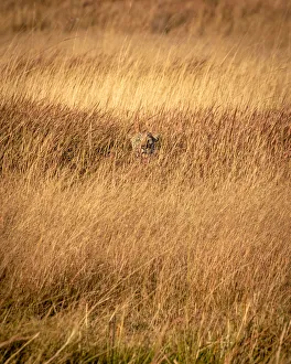 Panthera Pardus Habitat Drucke: Leopard in grass, Okavango Delta, Botswana