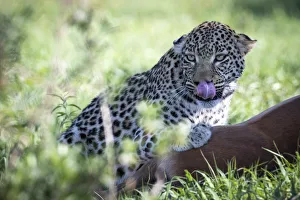 Panthera Pardus Species Drucke: Leopard with kill, Moremi Game Reserve, Okavango Delta, Botswana