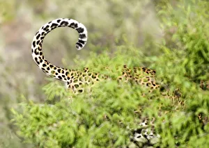 Leopard Namibia Drucke: Leopard, Namibia, Africa