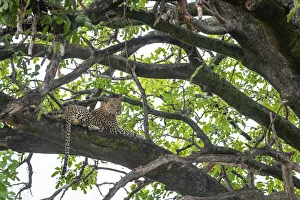 Panthera Pardus Pictures Drucke: Leopard resting in a tree, Okavango Delta, Botswana