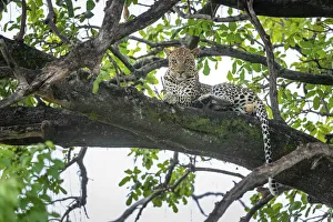Löwe ruht im Baum des Okovango-Deltas in Botsuana