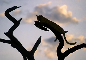 Leopard In Tree Drucke: A leopard rests on the branch of a dead tree at sunset
