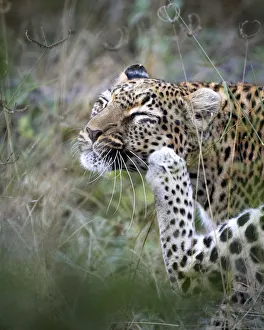 Leopard Portrait Drucke: Leopard scratching, Khwai River, Okavango Delta, Botswana