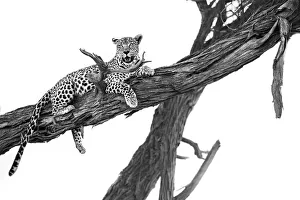Löwe im Baum des Moremi-Nationalparks im Okovango-Delta in Botsuana