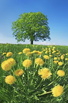 Bavarian Countryside Drucke: Lime tree with dandelions - Germany, Bavaria, Upper Bavaria, Miesbach, Holzkirchen