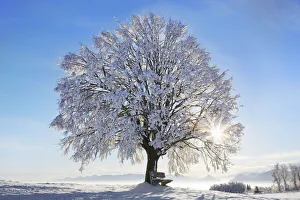 German Countryside Landscapes Drucke: Lime tree snow covered - Germany, Bavaria, Upper Bavaria, Miesbach, Irschenberg