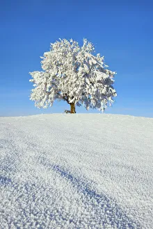 Deciduous Tree In Snow Europe Drucke: Lime tree snow covered - Germany, Bavaria, Upper Bavaria, Miesbach, Irschenberg
