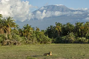Bär und Mount Kilimandscharo, Amboseli, Kenia