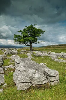 Yorkshire Dales Scenic Views Drucke: Lone Tree & Limestone Pavement, Langcliffe, Yorkshire Dales, England