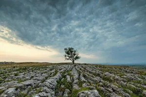 English Countryside Scenic Views Drucke: Lone Tree on Limestone Pavement, Malham, Yorkshire Dales, England