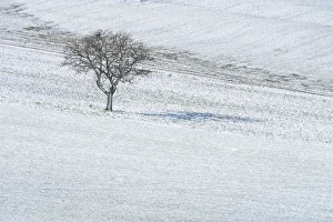Val D Orcia Landscape Drucke: Lonely tree in the middle of the fields of Val d Orcia, Tuscany, Italy