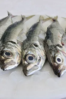 Bilder Datiert 2011 Oktober: Mackerel