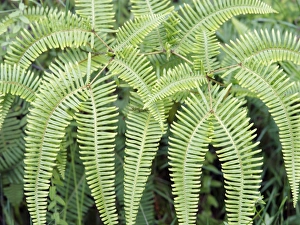 Tropical Rainforest Ecosystem Drucke: Madagascar