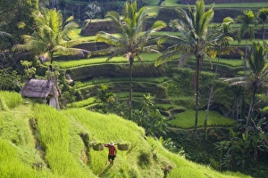 Ubud Rice Fields Drucke: Man in rice fields