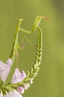 Western European Insects Drucke: A mantis placed on the stem of a flower. Montevecchia, Lecco, Lombardy, Italy, Europe
