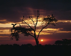African Birds Drucke: Marabou storks