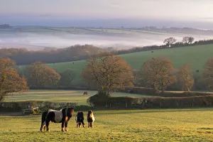 Rolling Hills England Drucke: Miniature Ponies graze on the rolling Devon fields at dawn, South Tawton, Devon, England