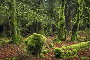 United Kingdom Landscapes Drucke: Moss covered trees in a Dartmoor forest, Dartmoor National Park, Devon, England