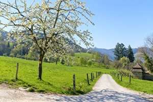 German Countryside Road Drucke: Munstertal valley in early spring, Breisgau-Hochschwarzwald, Baden-Wurttemberg, Germany