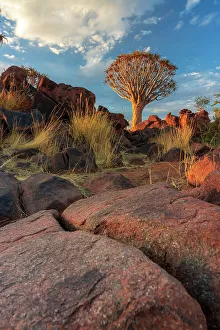Quiver Tree Landscape Drucke: Namibia, Quiver tree (Kokerboom) at sunset - Namibia