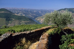Douro Valley Vineyards Drucke: A narrow path